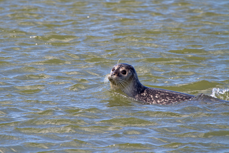 In de waddenzee