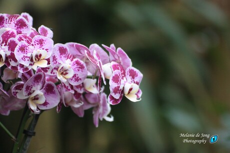 Orchidee