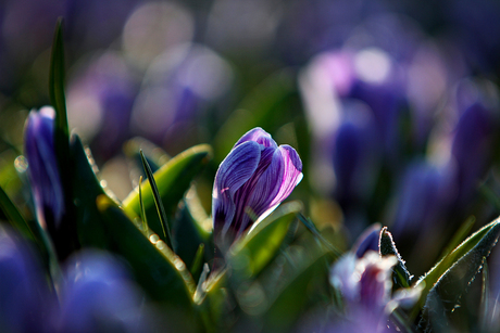 bevroren crocus