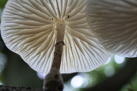 Mushroom