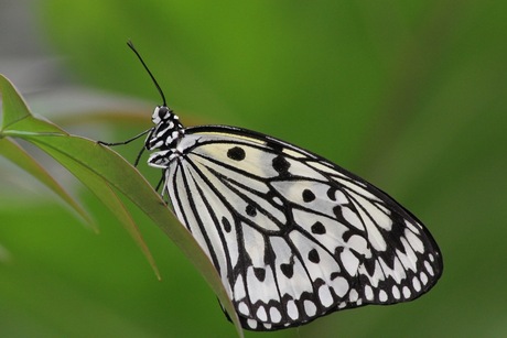 Schmetterling