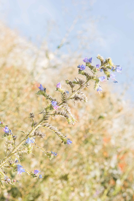 WildeBloemen