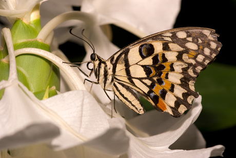 Papilio demoleus