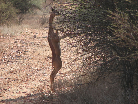 Springbok op 2 benen