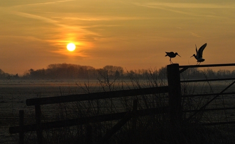 Grutto's bij zonsopkomst (aanklikken)