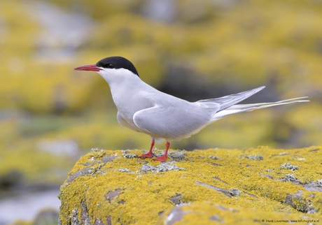 GELE KORSTMOS VORMT FRAAI DECOR