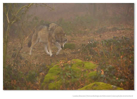 Wolf in de mist