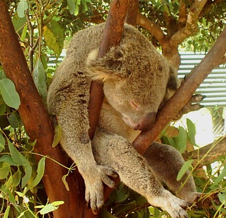 Koala in dromenland