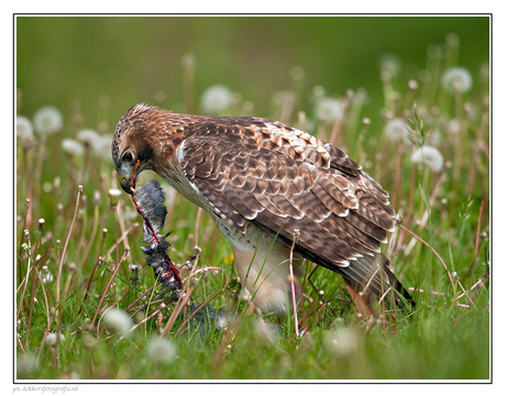 roodstaardbuizerd met prooi