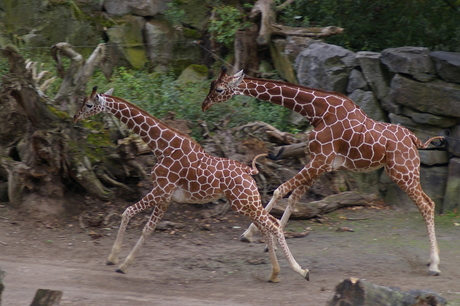 Dierentuin