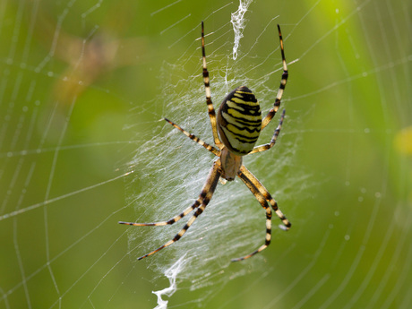 Female