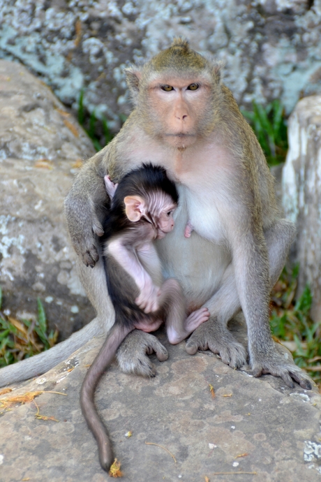 Mama aap met kindje