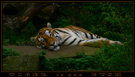 TIGER in the BUSH