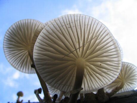 Herfst in bos