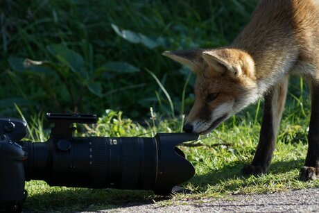 Vosje met camera