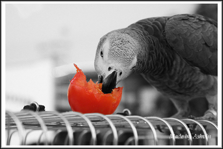 Dino eet een Tomaat