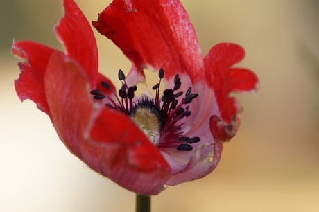 Bijna uitgebloeide rode bloem