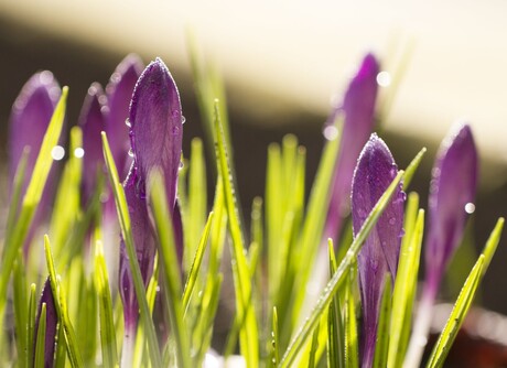 Krokus bloemen 1