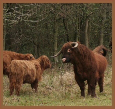 Schotse hooglander