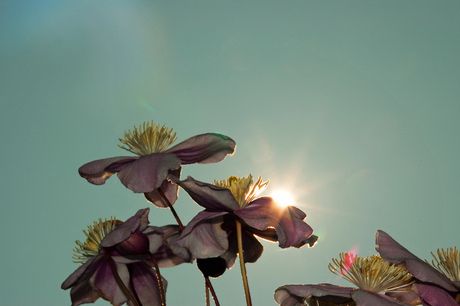 Clematis tegenlicht