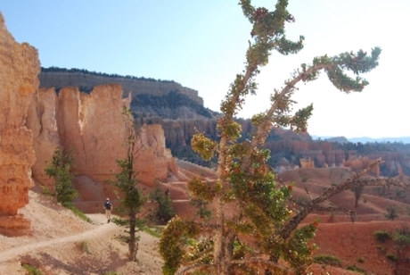 Bryce Canyon in the morning 2