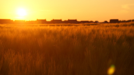 Sunset Wheat
