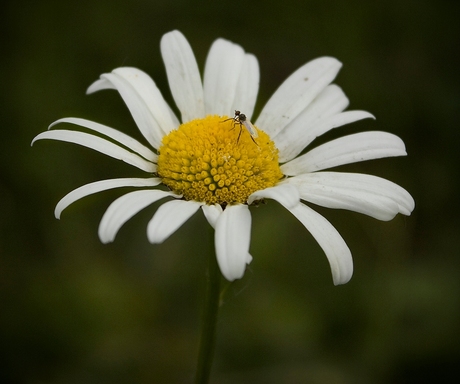 Vliegetje op margriet