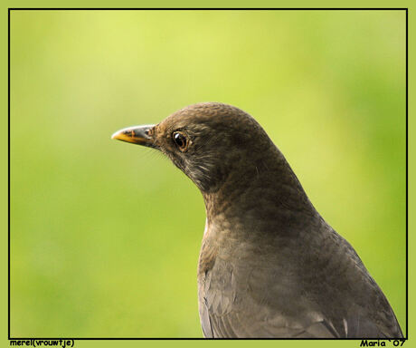 MEREL (close-up)