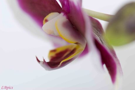 orchidee 1