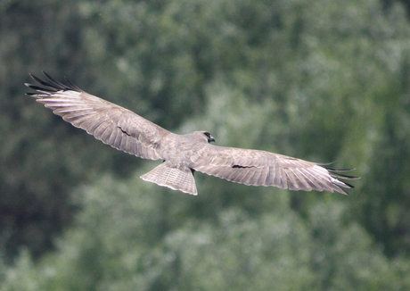 Buizerd (1)