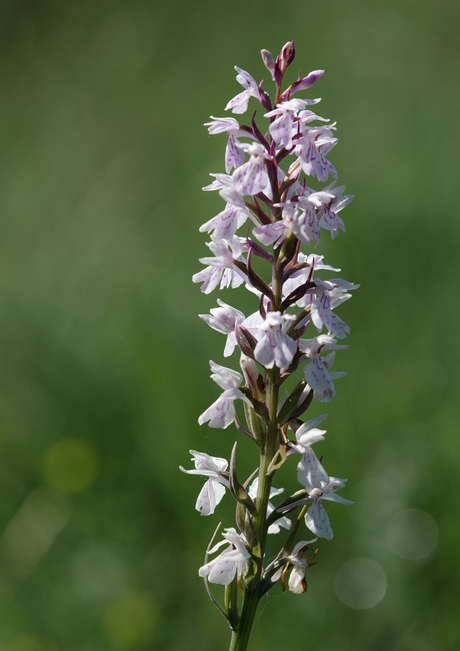 orchis-0365.jpg