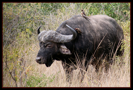 Buffel (Kruger)