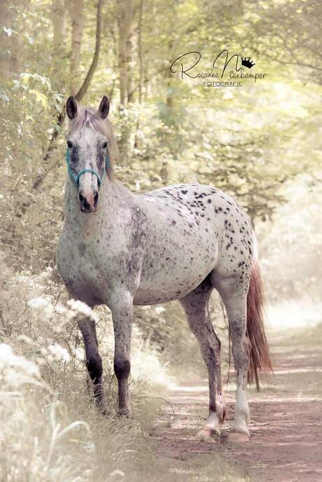Beautiful Appaloosa horse