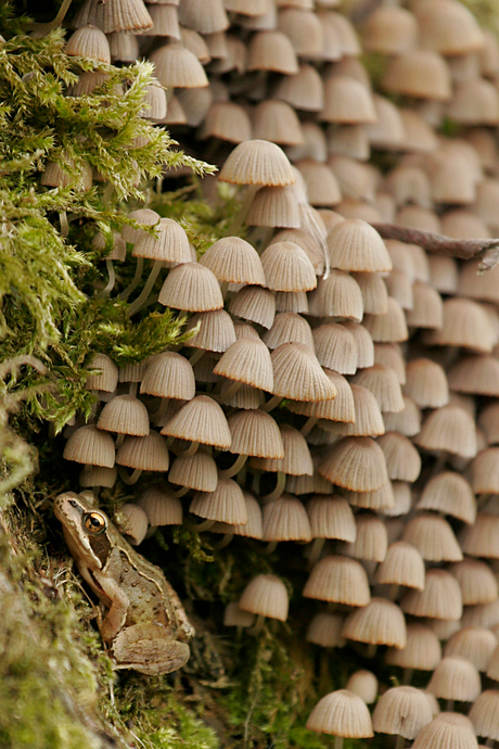 Kikker schuilt onder de paddenstoelen