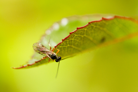 investigating the roseleaf