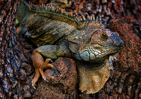 Galapagos dragon