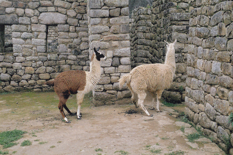 Openbaar toilet alpaca's in Peru