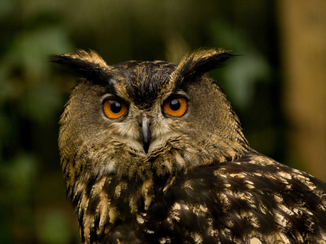 Eurasian Eagle Owl