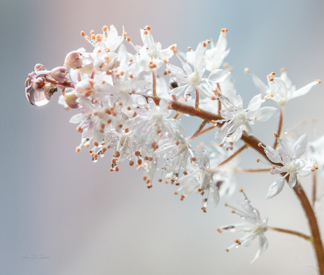 Regendruppels - Lente