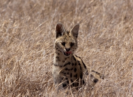 Kleine kat