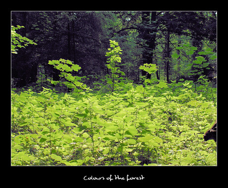 Colours of the forest