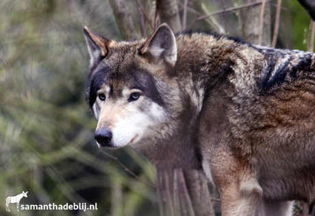 Europese Wolf