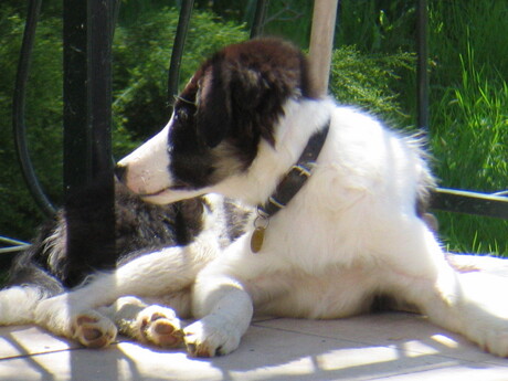 Border collie