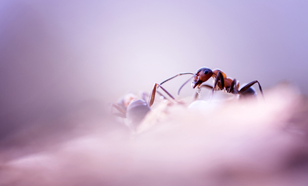 On a cloud - Gisteren de Paddenstoelenzoomdag 2018 bijgewoond. Natuurlijk mag dan een bezoek aan de mierenhoop niet ontbreken. Het was weer gezellig! Dank voor ju - foto door arjovandijk op 21-10-2018 - deze foto bevat: macro, natuur, insect, dof, bokeh, Rode Bosmier, arjovandijk