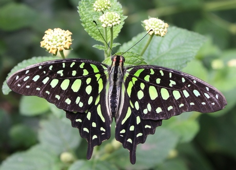 Graphium agamemnon