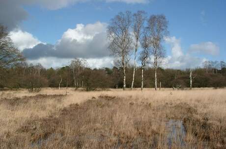 Berken Hoge Veluwe