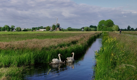 zwaan