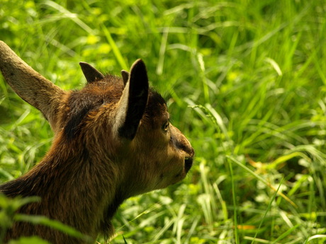 geitje in het zomerse gras