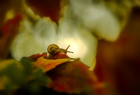 Herfst slakje !