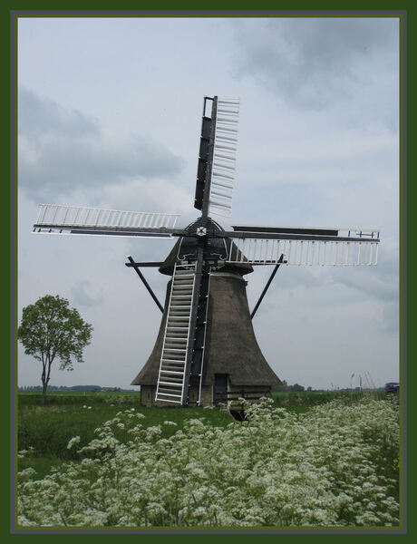 molen